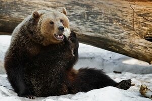 【後編】札幌圏内でヒグマが人間を殺して腹部、臀部などを食べて…持っていれば生存確率が上がるものとは