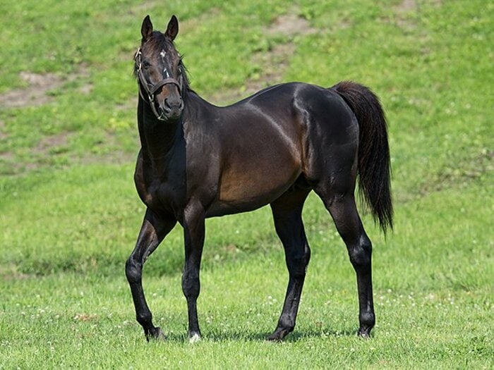 激しくその生涯を駆け抜けた馬。ステイゴールドはなぜ愛されたのか？＜Number Web＞ photograph by Seiji Sakaguchi