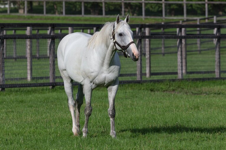 『ウマ娘』にも登場するゴールドシップ（2018年撮影）　©Getty Images