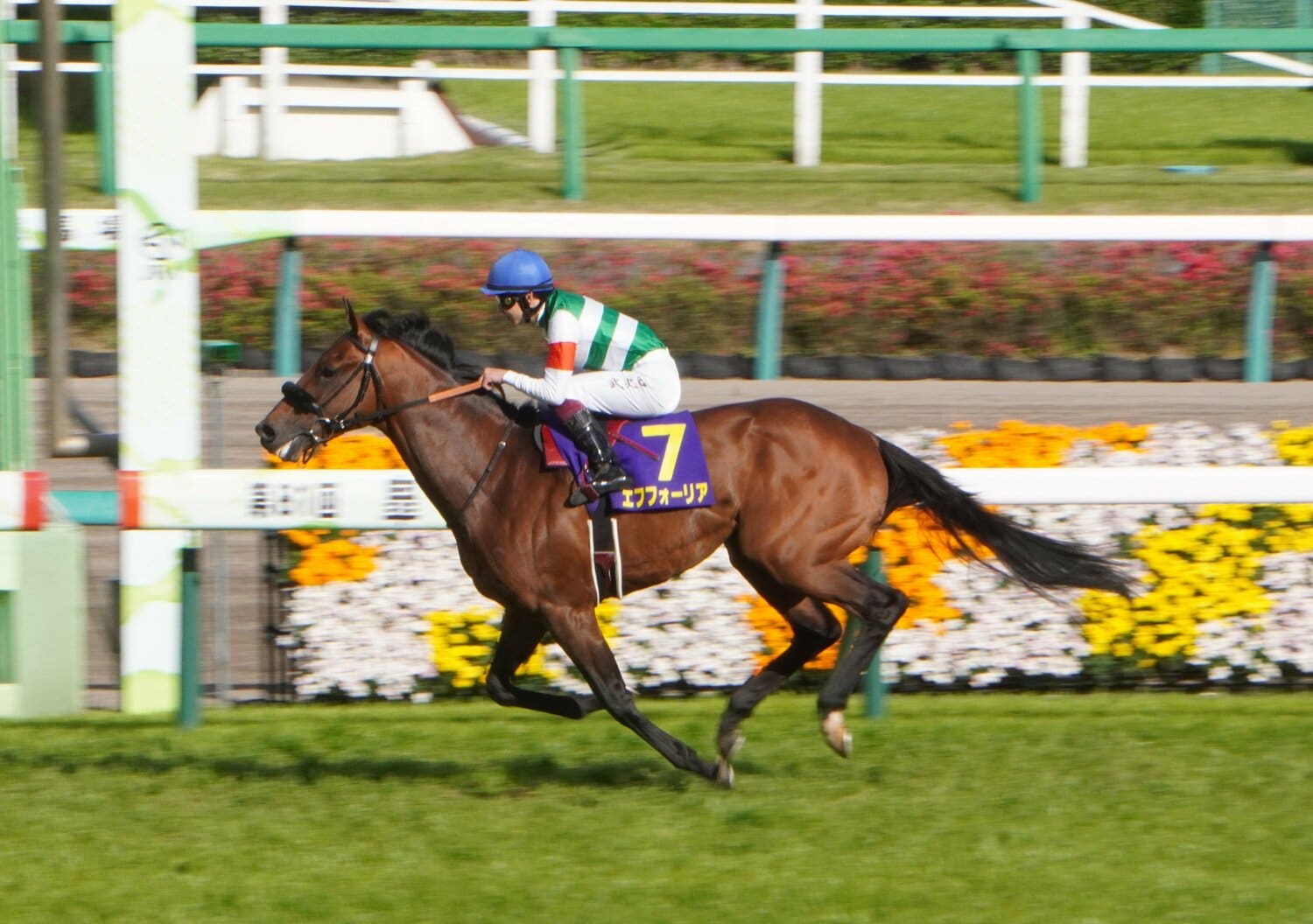 今年の皐月賞を勝ったエフフォーリア。3歳馬として天皇賞・秋に出走する　©Satoshi Hiramatsu