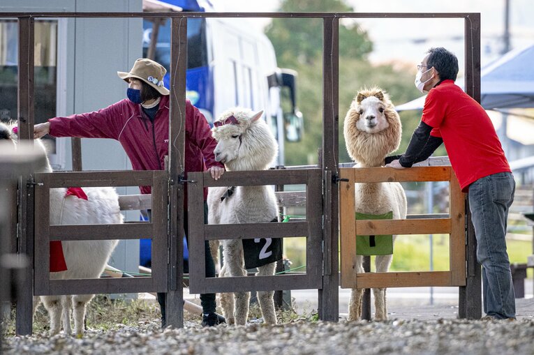 スタート直前のアルパカたち