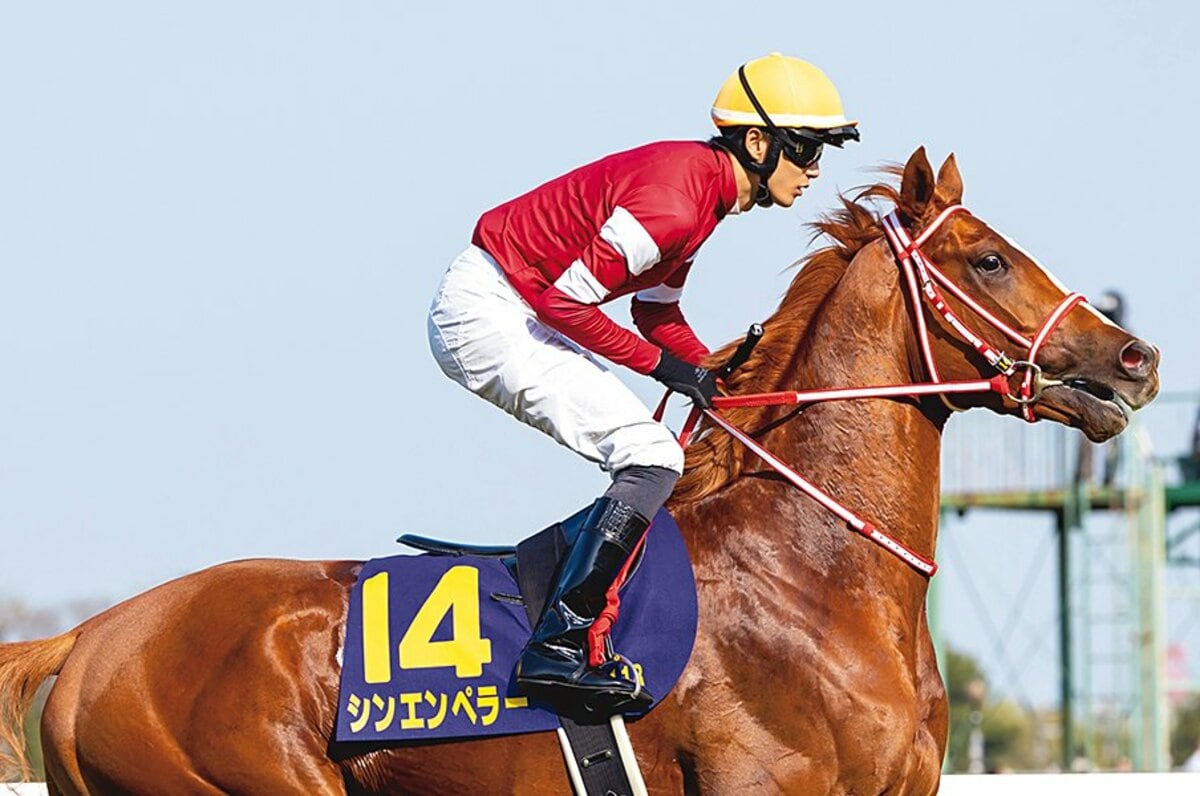 凱旋門賞馬の全弟シンエンペラーが京都2歳Sに登録 | ニュース