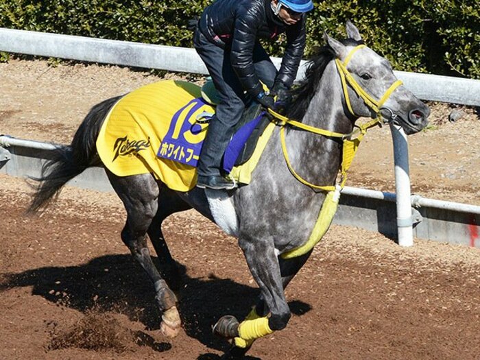 フェブラリーSは堅実派か爆発力か。「武器比べ」ならホワイトフーガ！＜Number Web＞ photograph by NIKKAN SPORTS
