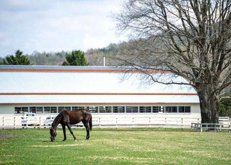 ビッグレッドファームで功労馬として過ごすコスモバルク　©Takuya Sugiyama