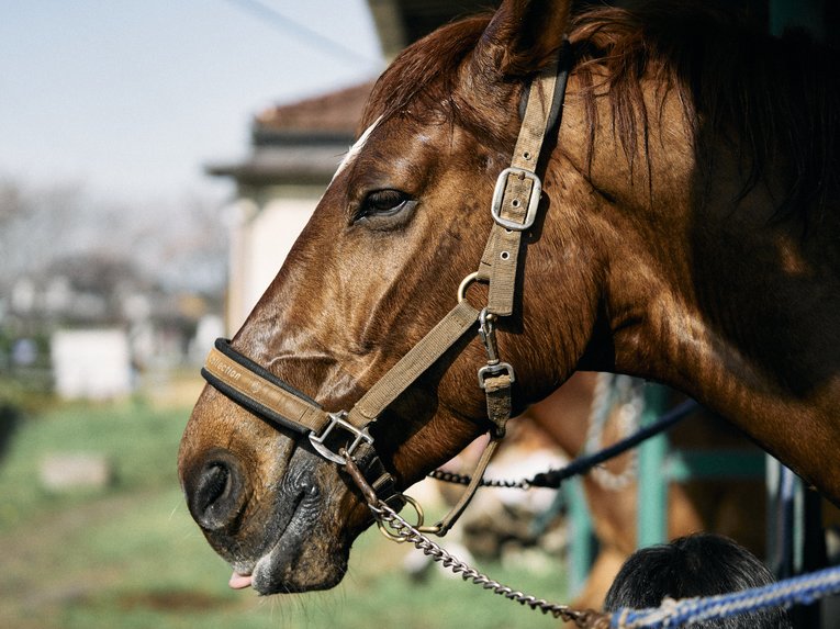 JRA騎手からパラ馬術へ転身の高嶋活士が騎乗のコツを「力まない」と語るも、松岡修造は「僕に一番向いてない」(11)
