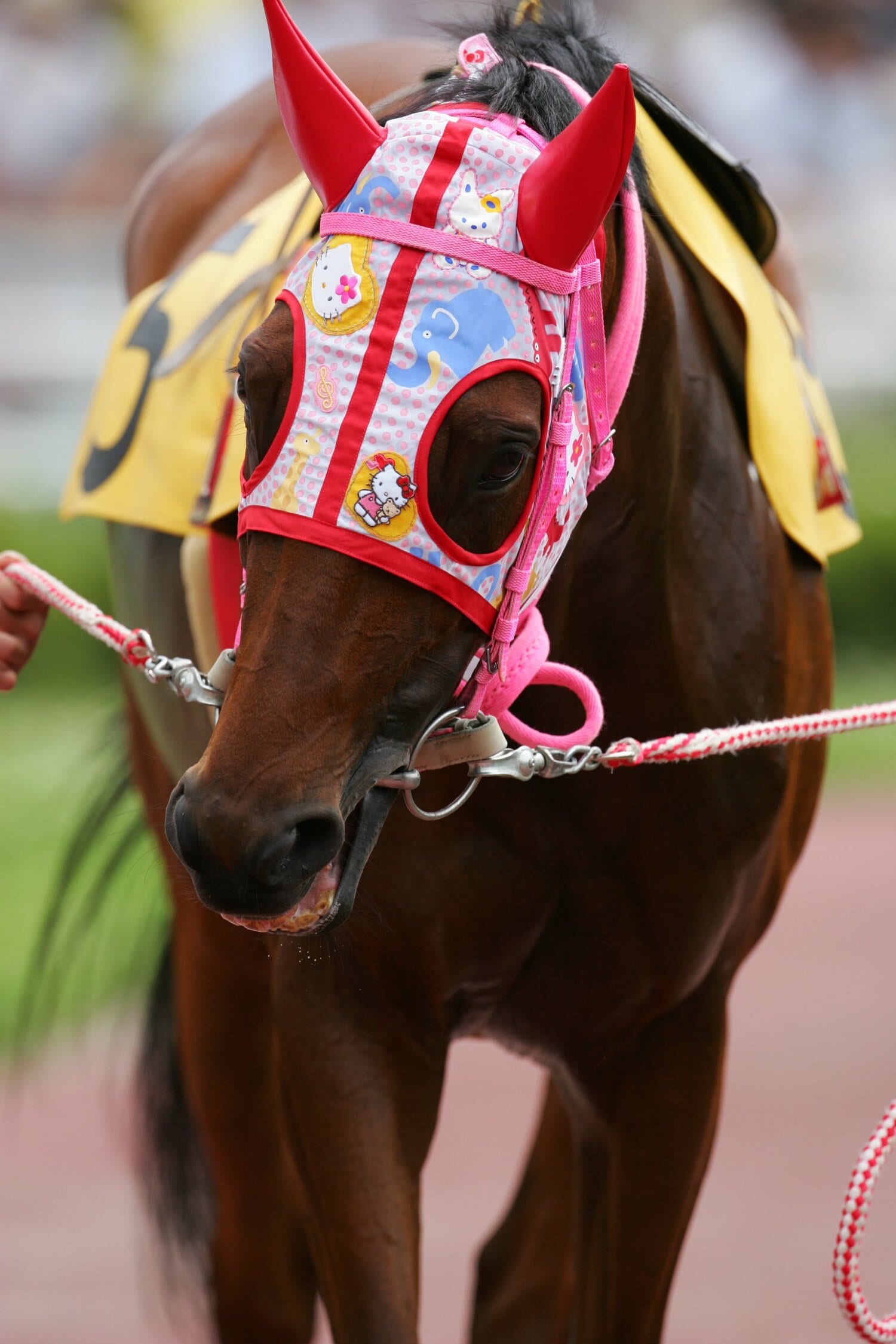 多くのファンに愛されたハルウララ(113戦0勝) ©AFLO
