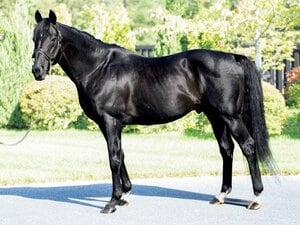 サンデーサイレンスでもディープインパクトでもなく…《日本競馬史上初の父子三代リーディング》種牡馬キズナの成功を示す“73.9％” 父ディープとの違い