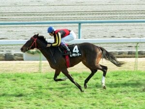 2002年、若駒ステークスで無傷の3連勝を決めたモノポライザー。武豊が惚れ込んだ超良血馬には、輝かしい未来が待っているはずだった