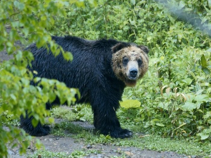 ヒグマとの死闘「腸をグッと掴んで思いきり引っ張った」「血だらけでぐちゃぐちゃ」元ラガーマン“ベテラン猟師の教訓”「不幸中の幸いだったのは…」＜Number Web＞ photograph by JIJI PRESS