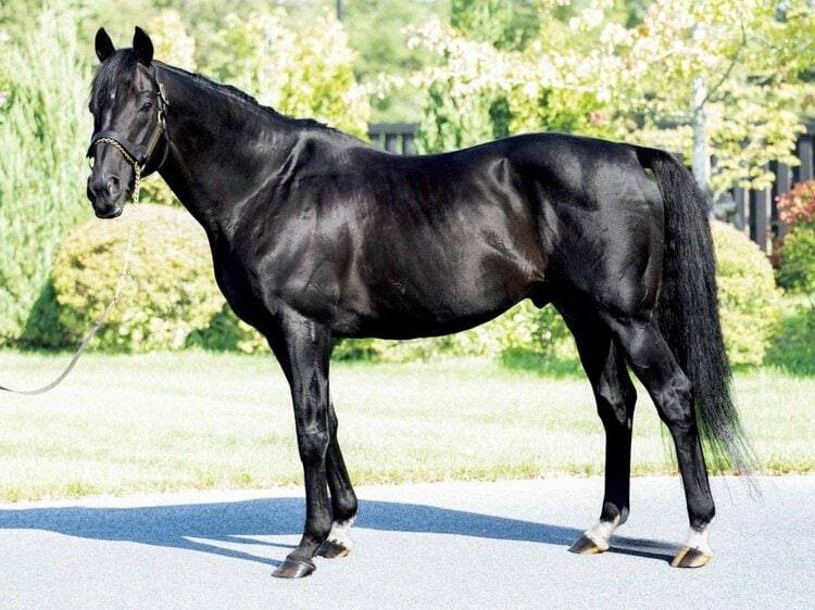 ダイナスティーズ Dynasties 偉大な種牡馬たち 他の追随を許さない、実績と信頼の種牡馬データブック'26～'27年度版