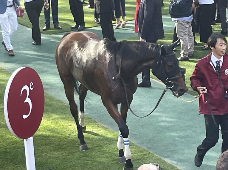 激走の後、パドックに戻ったスルーセブンシーズ ©Shintaro Okawa