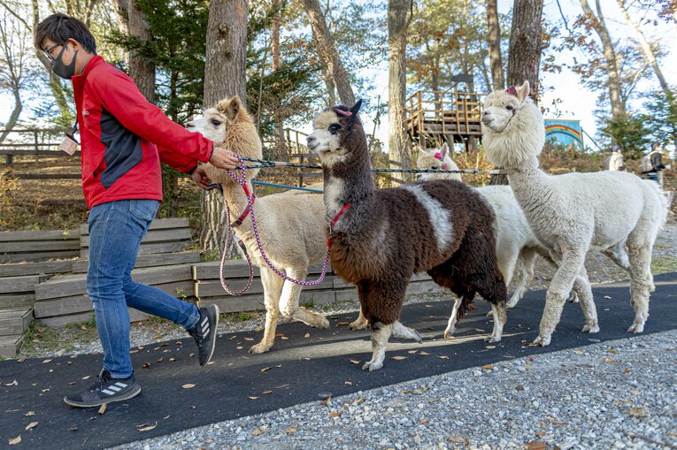 スタート地点へと誘導される出走4頭のアルパカたち