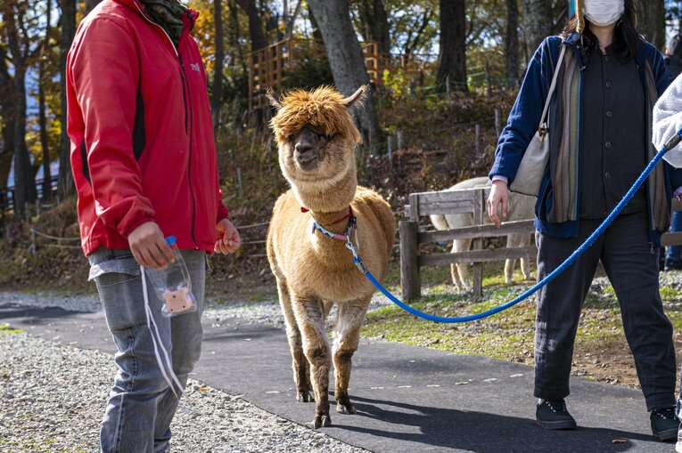 八ヶ岳アルパカ牧場のアルパカたち