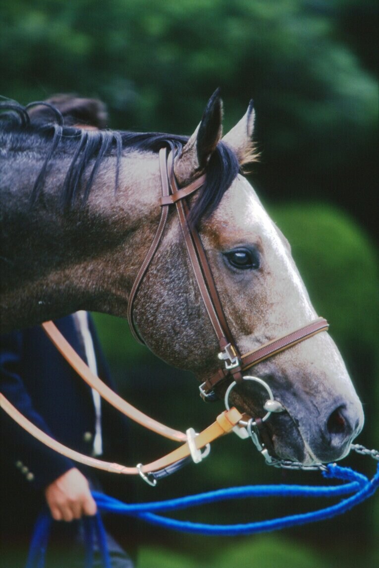 1998年京都大賞典、セイウンスカイ　©Tomohiko Hayashi