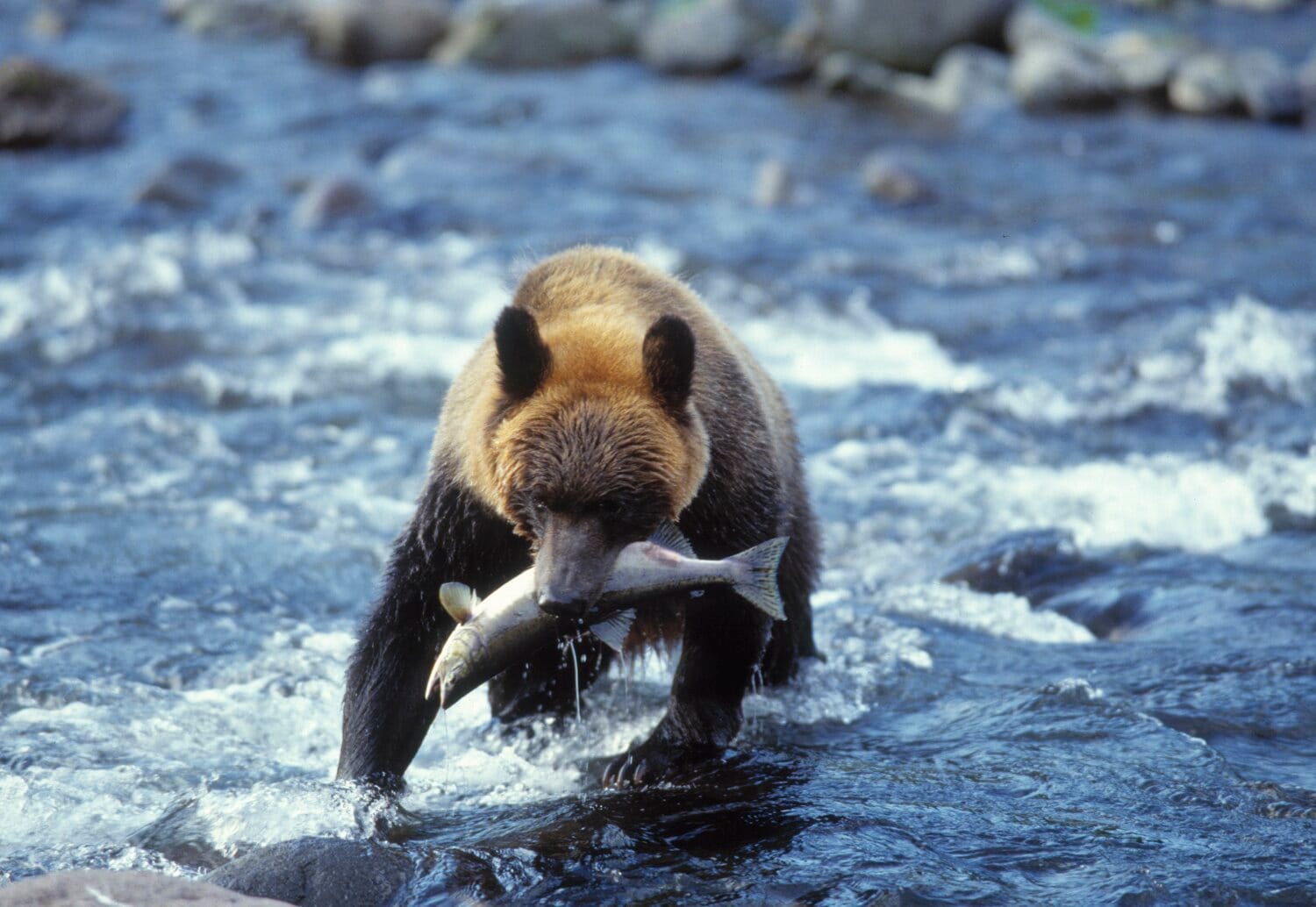 雑食性のヒグマ。ハチミツやドングリのほか、シャケも好物として知られている　©JIJI PRESS