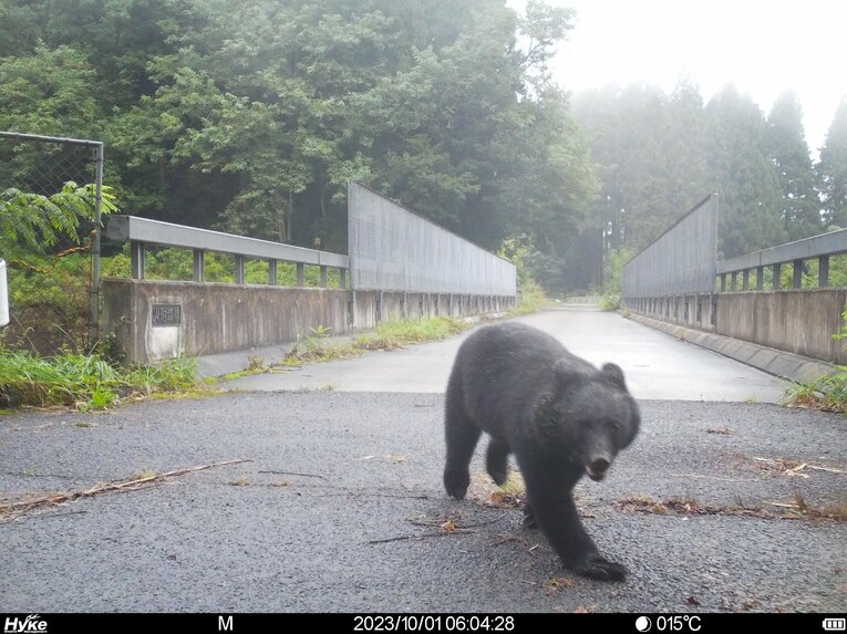 秋田県鹿角市の自動撮影カメラに映ったクマ(秋田県提供、2023年）　©︎JIJI PRESS