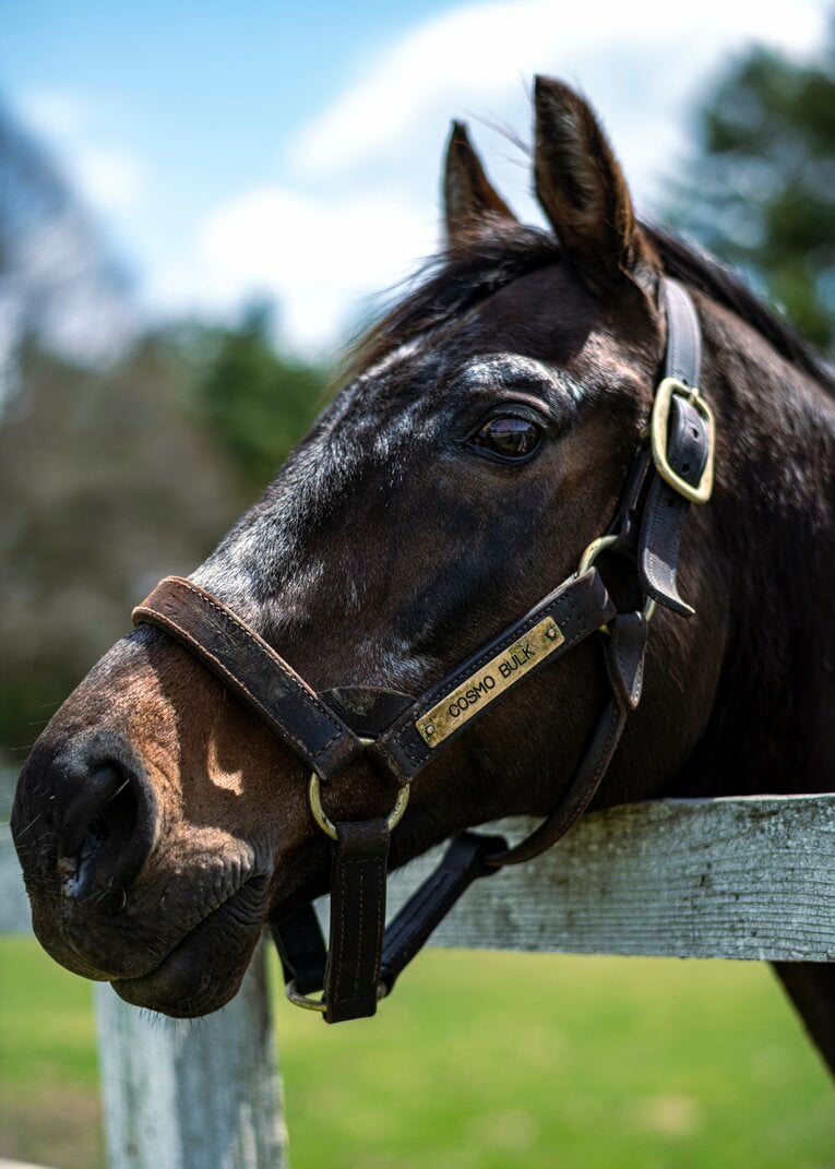 ビッグレッドファームで功労馬として過ごすコスモバルク（写真は2023年）【スワイプするとその他の写真もご覧になれます】©Takuya Sugiyama