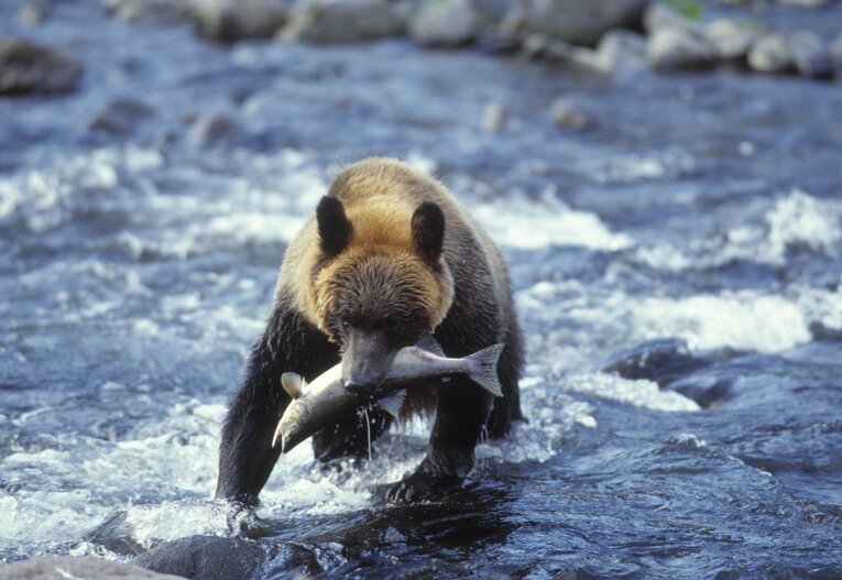 雑食性のヒグマ。ハチミツやドングリのほか、シャケも好物として知られている　©JIJI PRESS