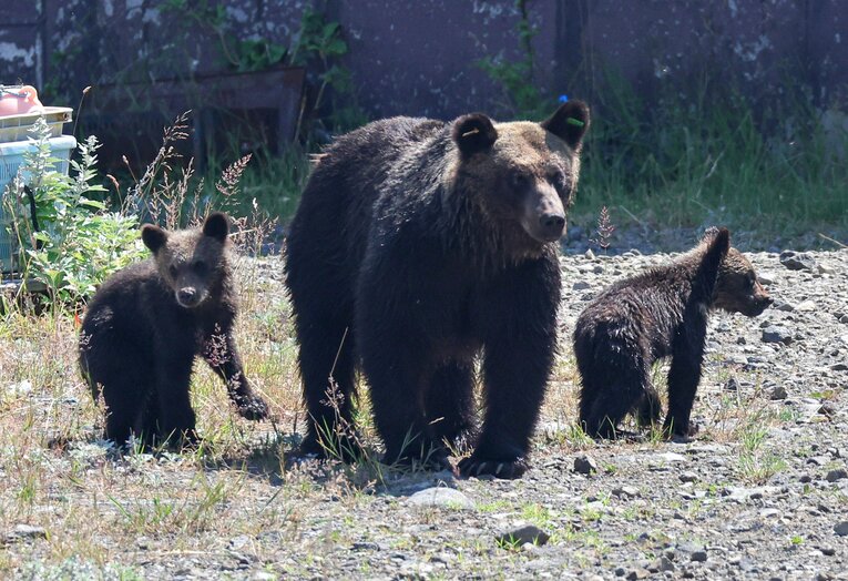 ヒグマの親子（北海道・知床半島） ©JIJI PRESS