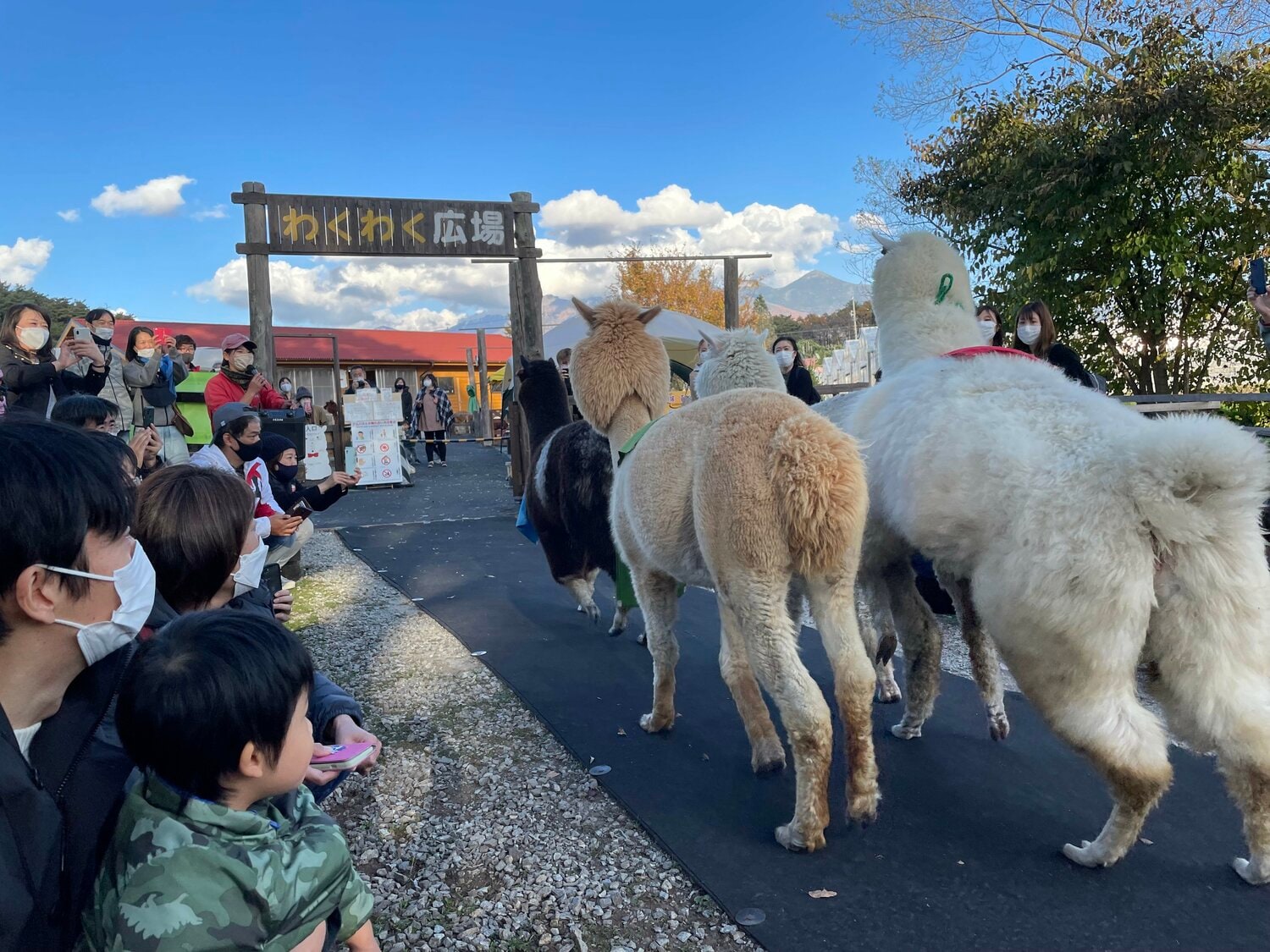 ゴール直前は4頭揃っての“団子状態”に。4番エスペランサちゃんが逃げ切り、大接戦を制した ©Sports Graphic Number
