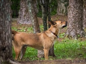 犬連れ登山がネット上で賛否両論。現場任せの行政に問題意識はあるか。