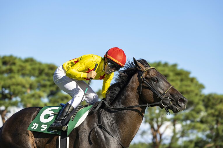 新潟記念を制したカラテ、鞍上は菅原明良 ／ photograph by photostud