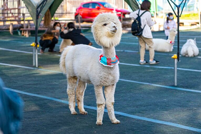 八ヶ岳アルパカ牧場のアルパカたち
