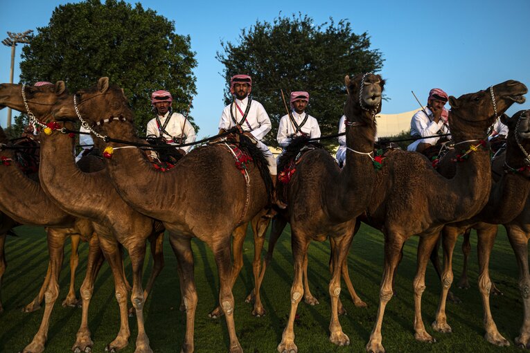 スタジアムに駆けつけたらくだ　©Takuya Sugiyama