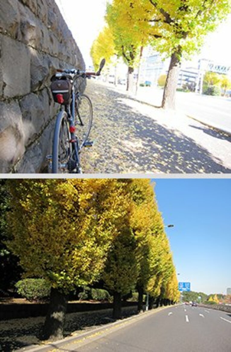 勤め先の周辺道路。夏と違って冬の道路を走るのは本当に心地良い（ただし……落ち葉には要注意。タイヤが滑ります！）