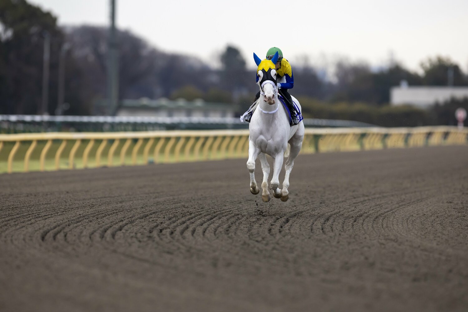 ダート2戦目にして持ち前の躍動感ある走りを披露したソダシ　©Photostud