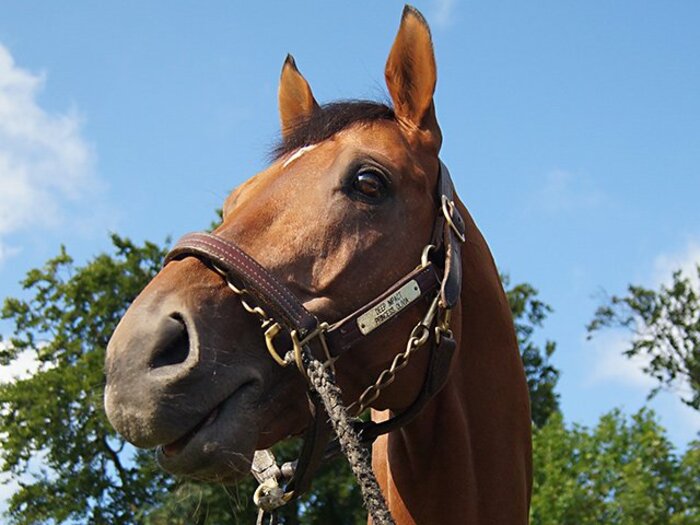 「最後のダービー」よりも「馬の将来」を　藤沢師がニューマーケットから日本に持ち込んだ“当たり前のこと”＜Number Web＞ photograph by Satoshi Hiramatsu