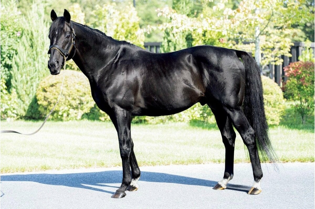 サンデーサイレンスでもディープインパクトでもなく…《日本競馬史上初