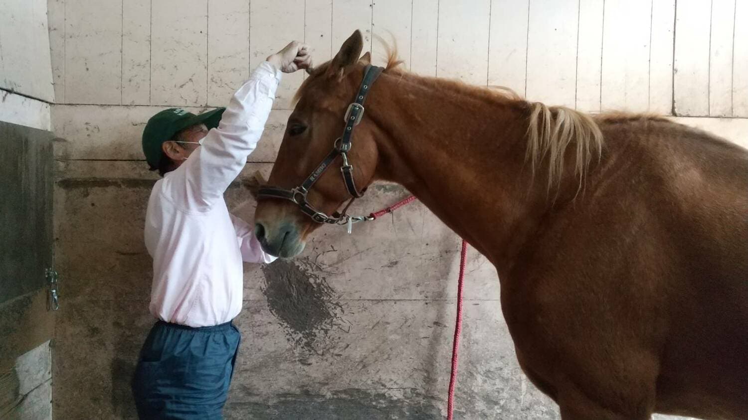 21年6月、ノーザンレイクにやって来た当日のタイキシャトル。代表の川越靖幸さんのお手入れ中 提供:ノーザンレイク