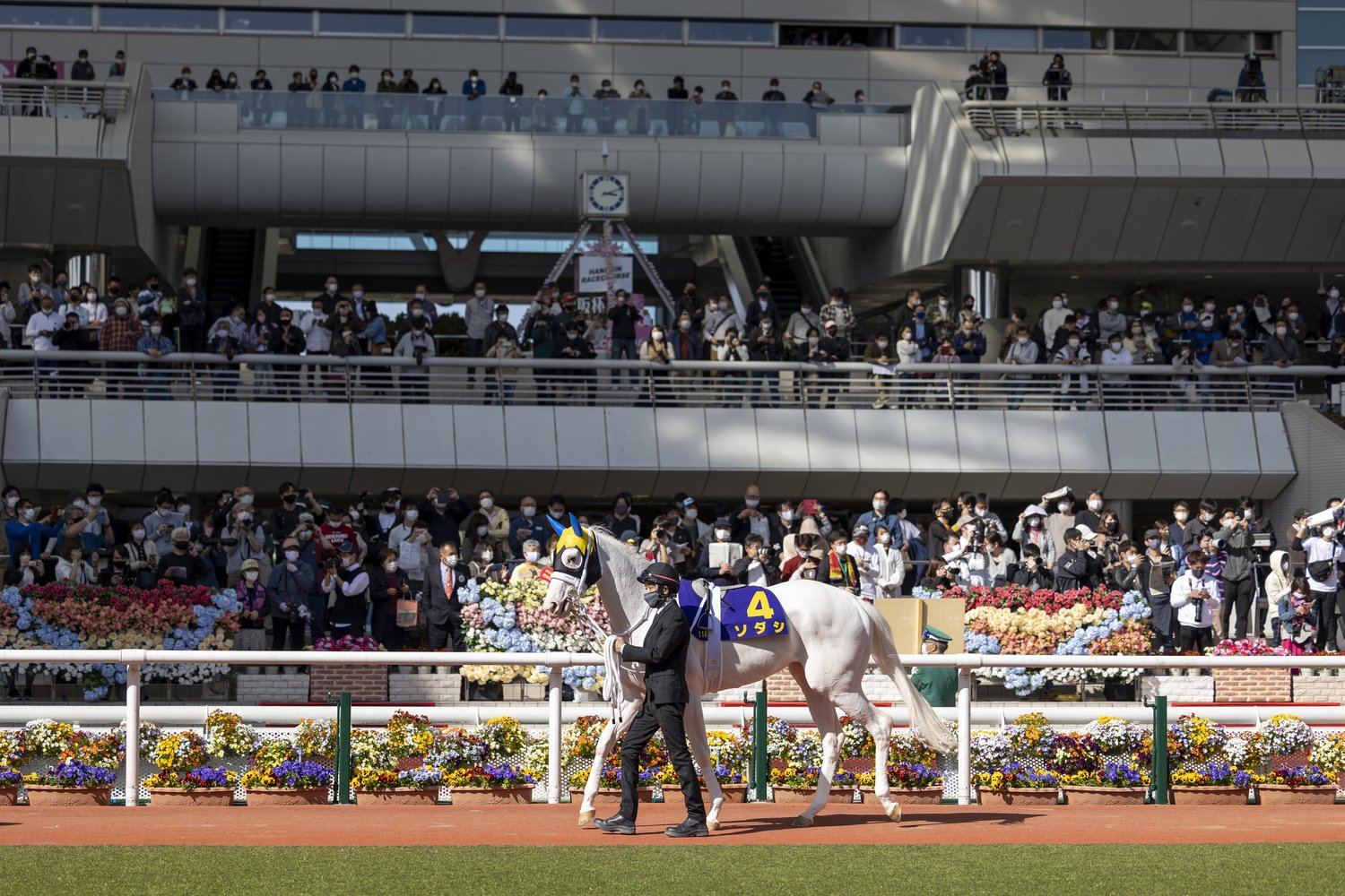 桜花賞のパドックにて。美しい白毛馬が、札幌記念のゴールを先頭で駆け抜けるか？　©Photostud