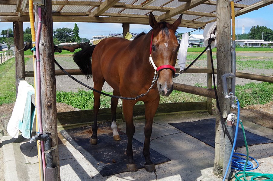 南相馬は、相馬野馬追だけじゃない。「馬女」に嬉しい温泉、厩舎、美食。<Number Web> photograph by Akihiro Shimada