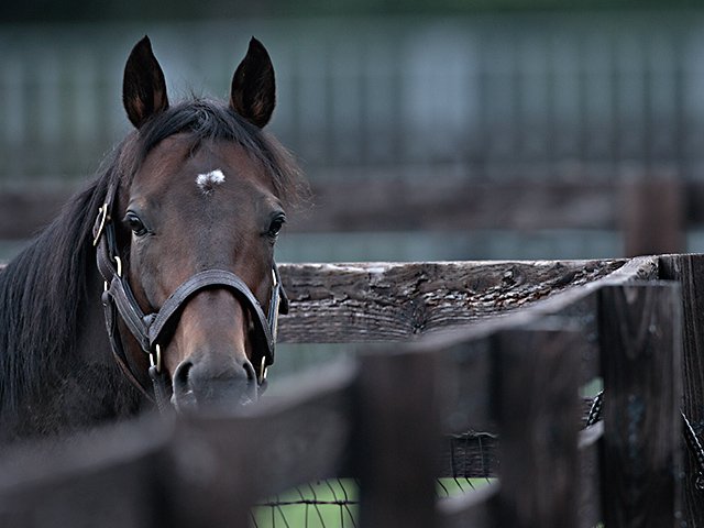 セレクトセール落札総額187億超!ディープ亡き今、超高額馬の出現は?<Number Web> photograph by Takuya Sugiyama