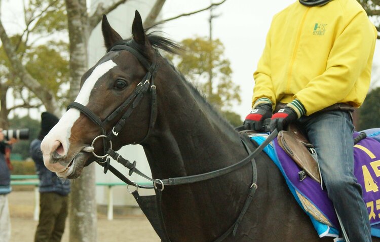 共同通信杯は皐月賞に“直結”？ 今月で引退・蛯名騎手とイスラボニータ