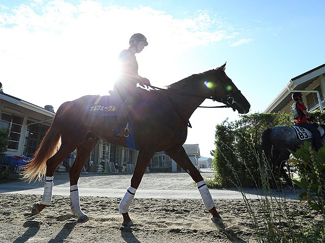 強面白かった”馬、オルフェーヴル。ラストランの有馬記念でサプライズ