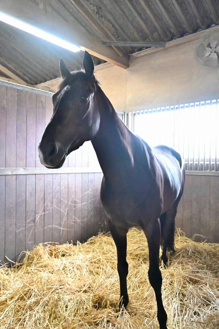 「僕とタイトルホルダーは折り合えるんだ」 横山家の長男・横山和生（29）が明かした天皇賞・春への自信と“父・典弘からのアドバイス”(31)