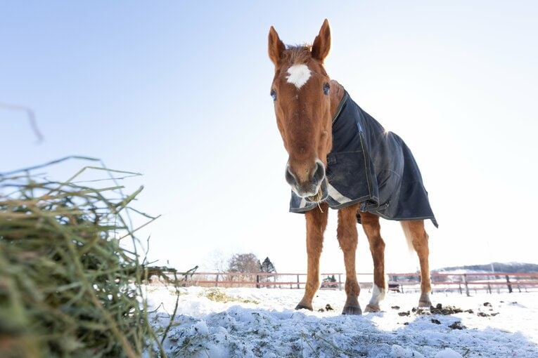 天国へと旅立ったタイキシャトル。ホースマンの献身と愛情であふれた生涯だった　©Daisuke Asauchi