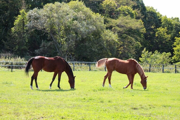 一緒にヴェルサイユファームに移動し、同じ日に去勢手術を行い、そして誕生日も2日違いと何かと共通点の多いメイショウドトウ（左）とタイキシャトル（右）　courtesy of The Retired Horse Association