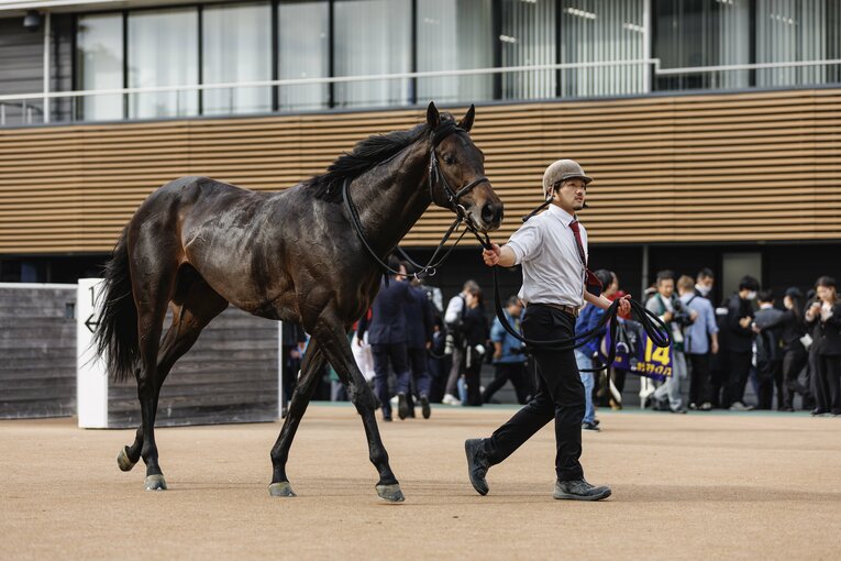 レース後のミュージアムマイル。薄い皮膚に血管が浮き出ている　©Kiichi Matsumoto