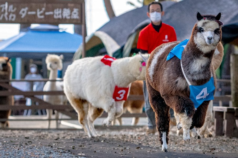 最高時速は“競走馬並み”の60キロ!“ある目的”でモフモフのアルパカが爆走する癒しレースに密着《馬券ならぬ「パカ券」も買える》<Number Web> photograph by Takuya Sugiyama