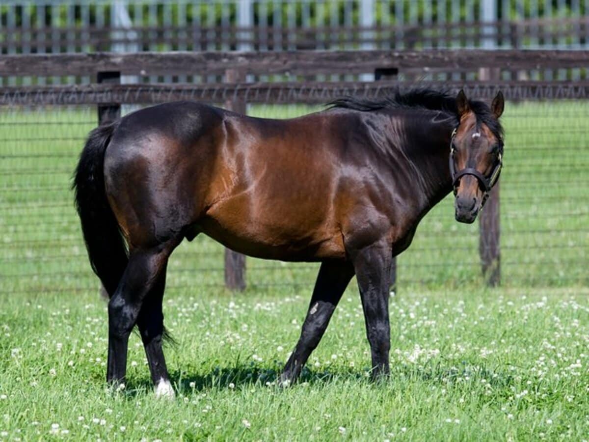 圧倒的な“父”ディープインパクト。2歳戦線、新種牡馬の台頭は
