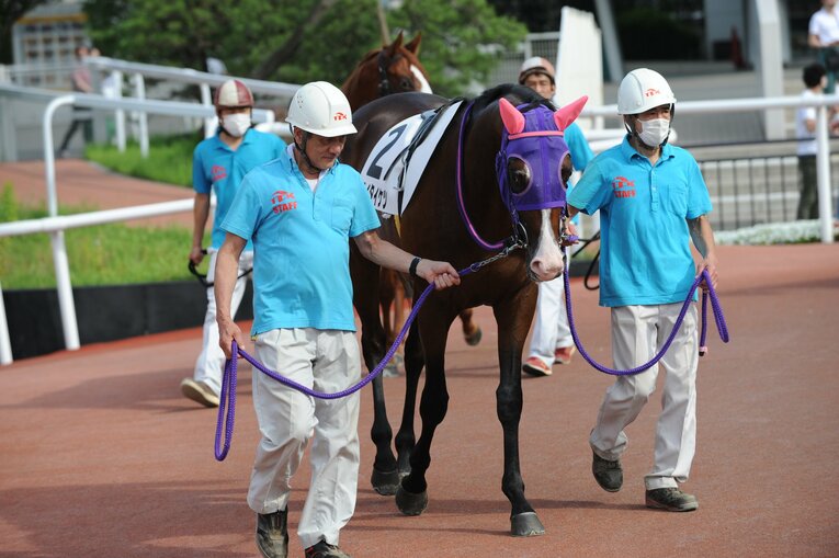 大井競馬場のパドックを周回するシテイタイケツ　写真提供：TCK（東京シティ競馬）
