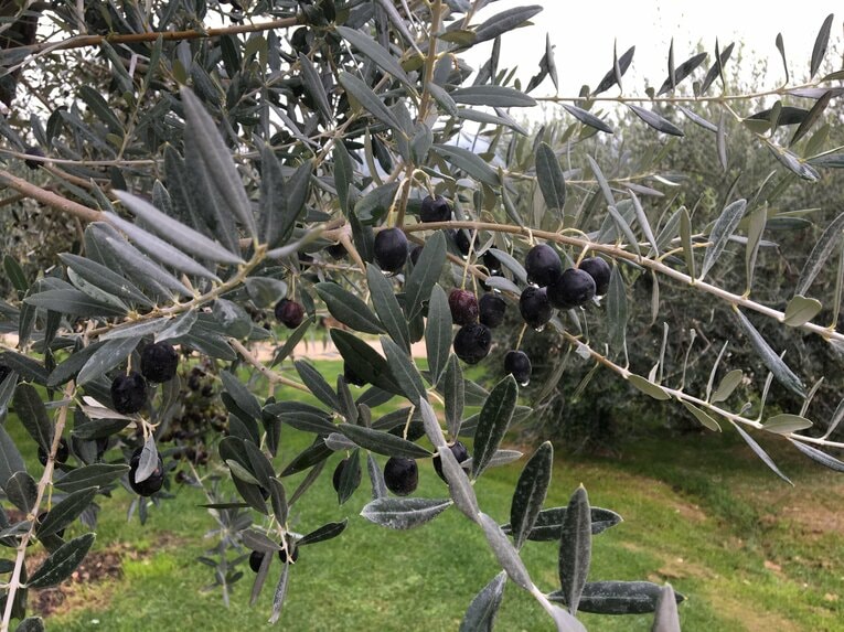 ラノッキアが携わるホテル周辺　©Takashi Yuge