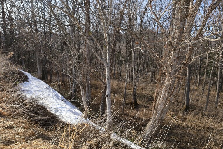 牧草地の淵から崖下の林を覗く。当時はササ藪に覆われていた　撮影:風来堂
