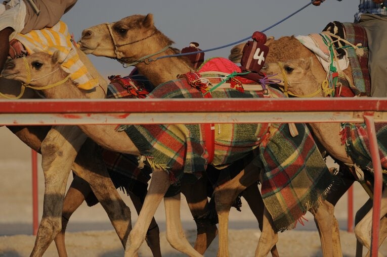 ラクダレース　©Bungeishunju