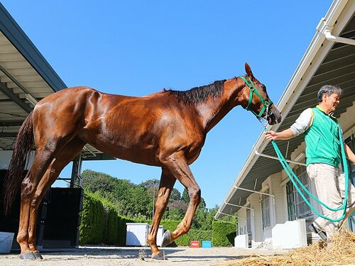 ショウナンパンドラを徹底解剖 - Number Web - ナンバー