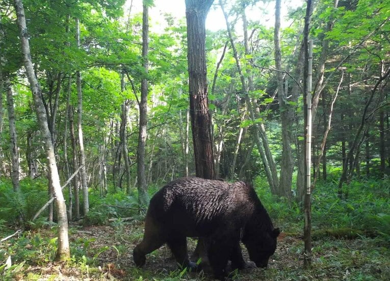 北海道標茶町と厚岸町で家畜を襲い続け、駆除されたヒグマ「OSO（オソ）18」【スワイプするとそのほかの写真もご覧になれます】 ©JIJI PRESS［標茶町提供］